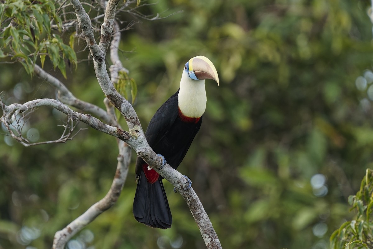 White-throated Toucan (Red-billed) - ML616403509