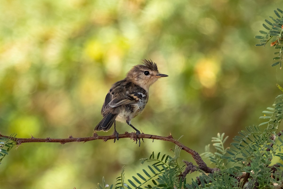Pied-crested Tit-Tyrant - ML616403673