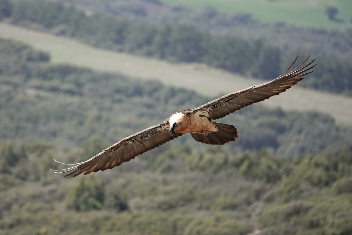 Bearded Vulture - ML616403681