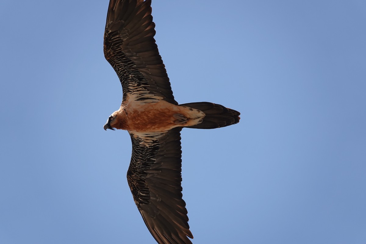 Bearded Vulture - ML616403683