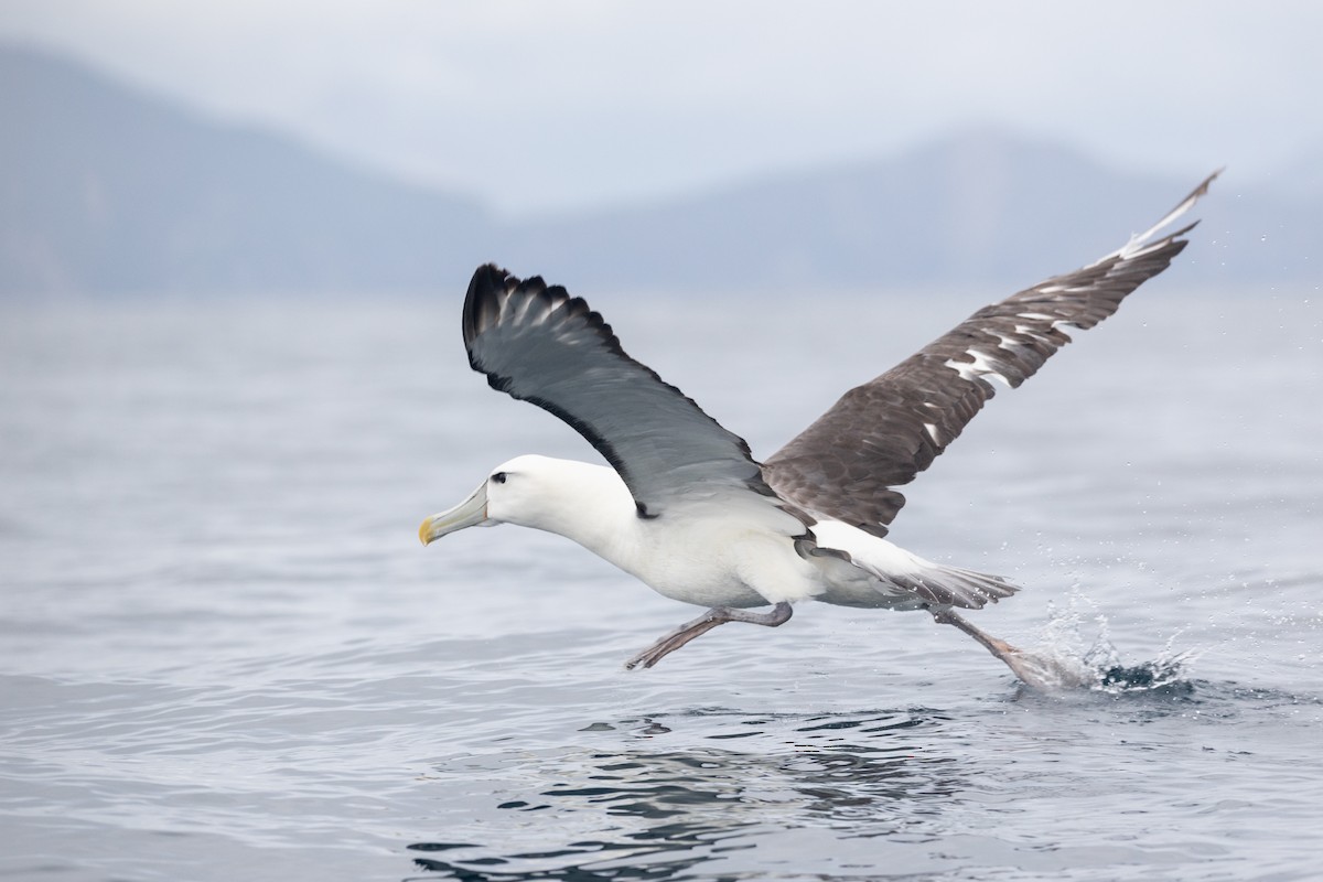 Albatros à cape blanche - ML616403710