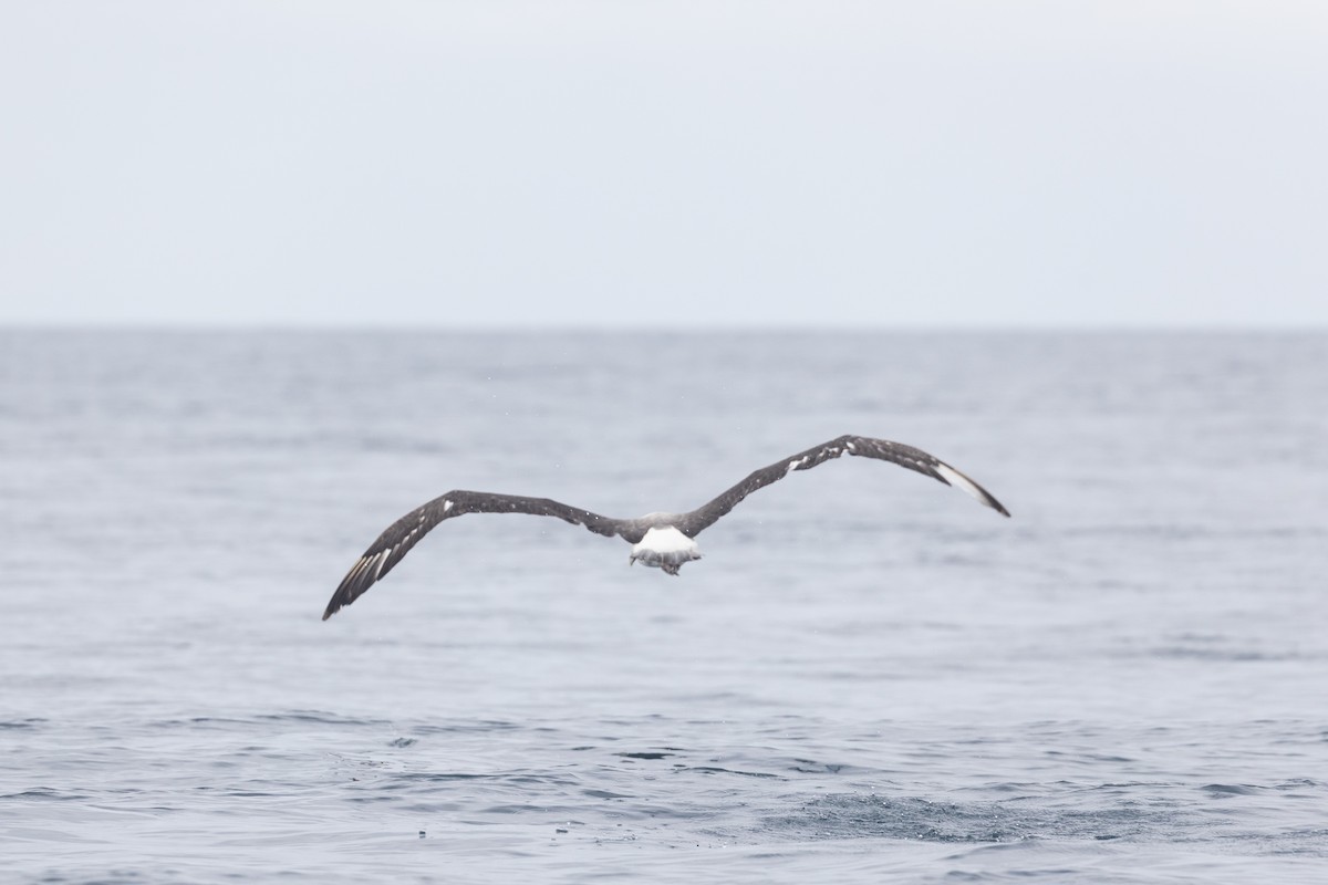 Albatros à cape blanche - ML616403711