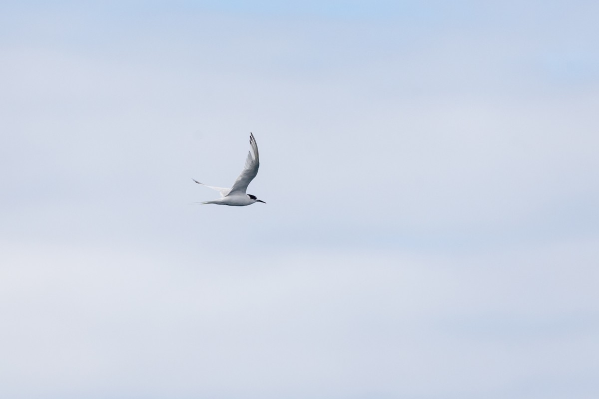 White-fronted Tern - ML616403742