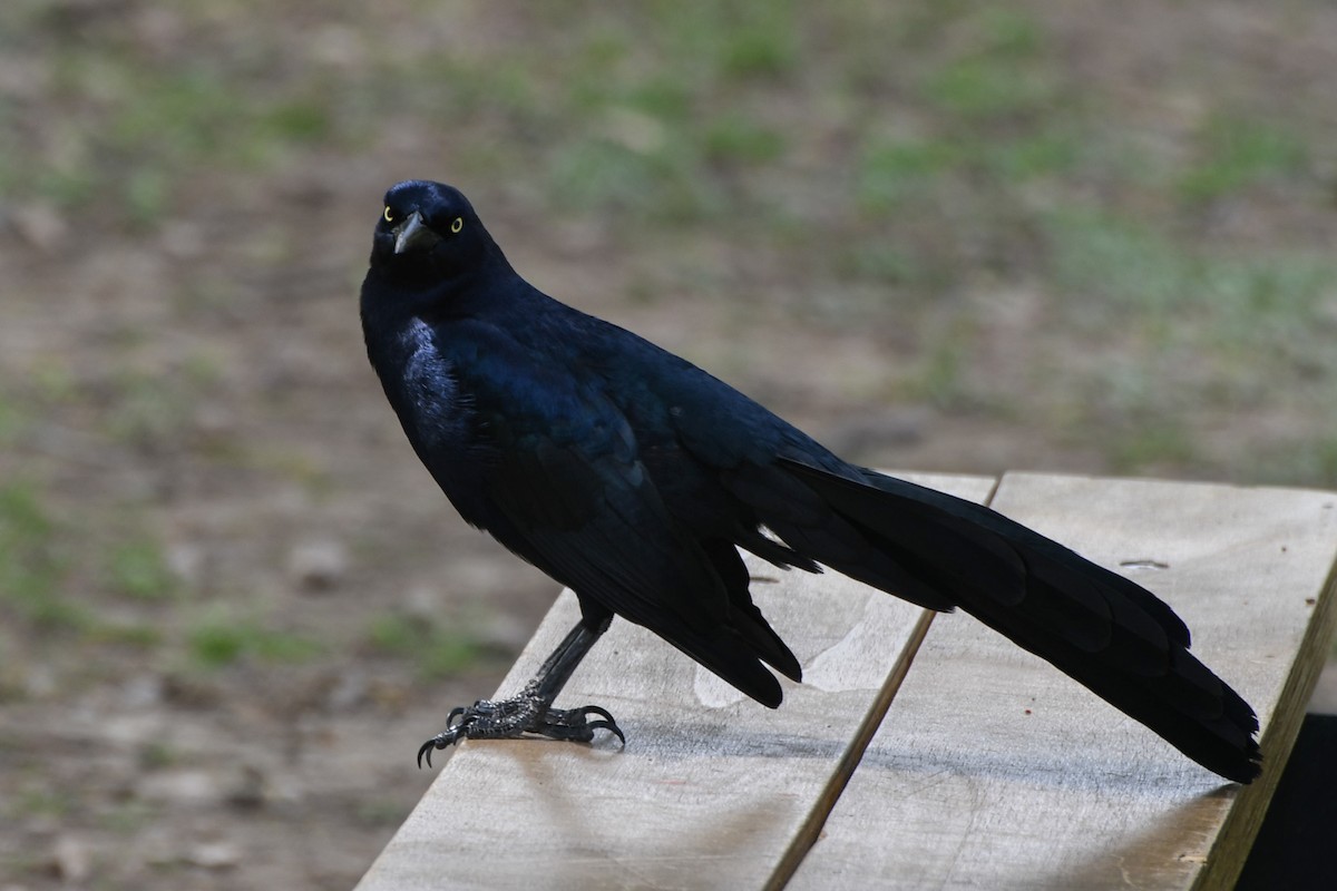 Great-tailed Grackle - ML616403935