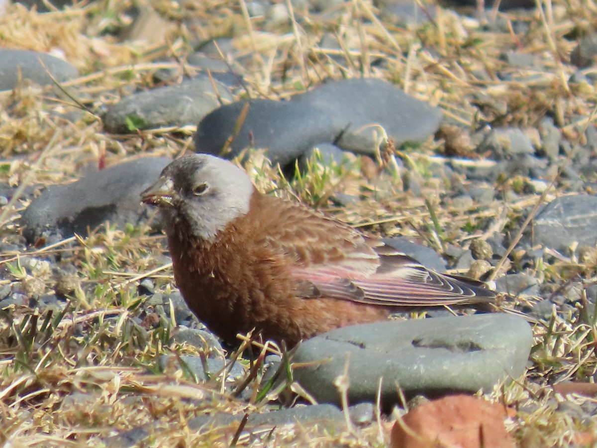Gray-crowned Rosy-Finch - ML616403979