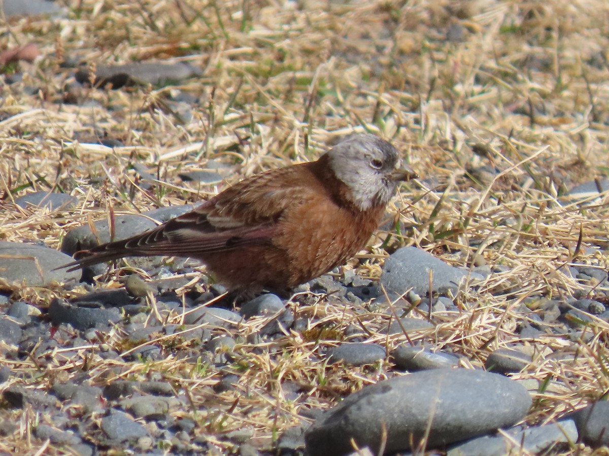 Gray-crowned Rosy-Finch - ML616403984