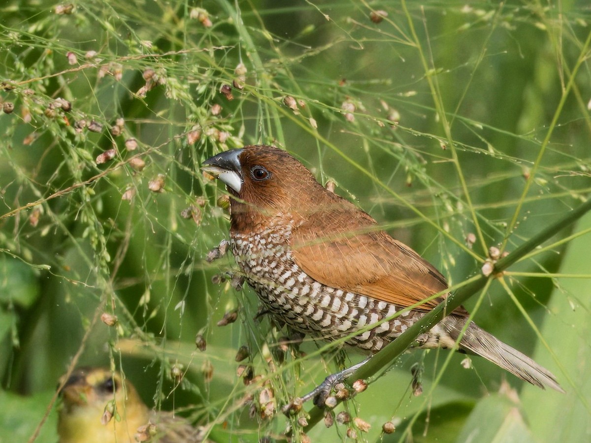 Scaly-breasted Munia - Evelyn Lee