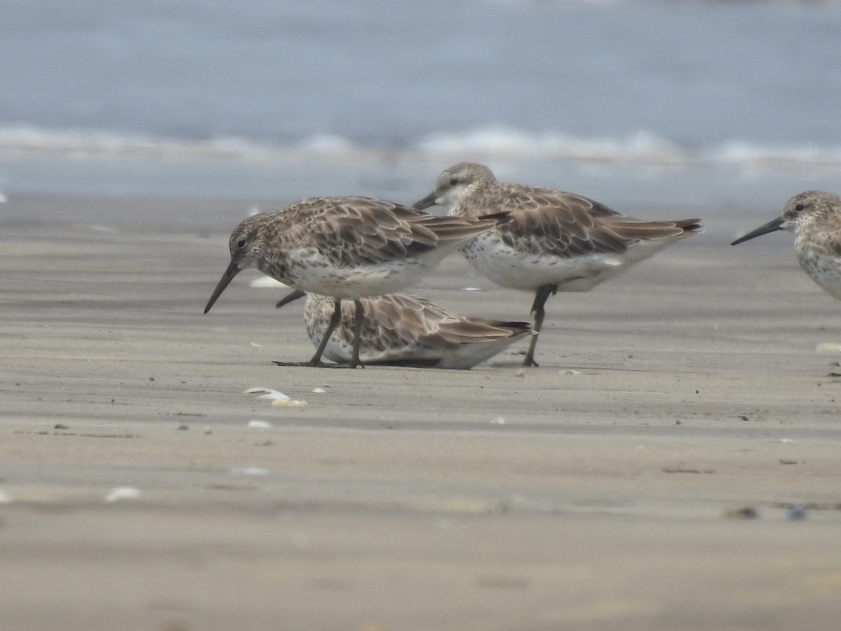 Great Knot - ML616404224