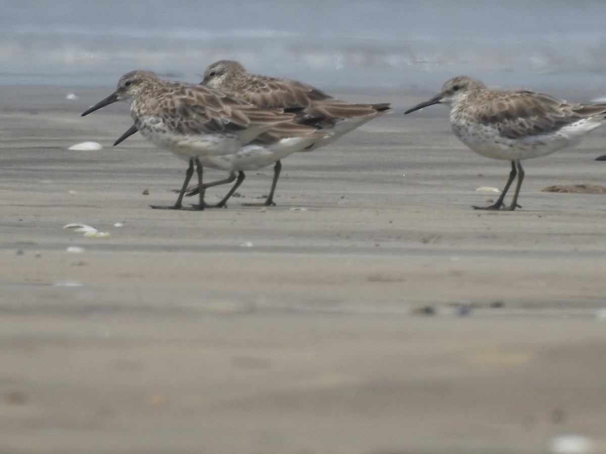 Great Knot - ML616404225