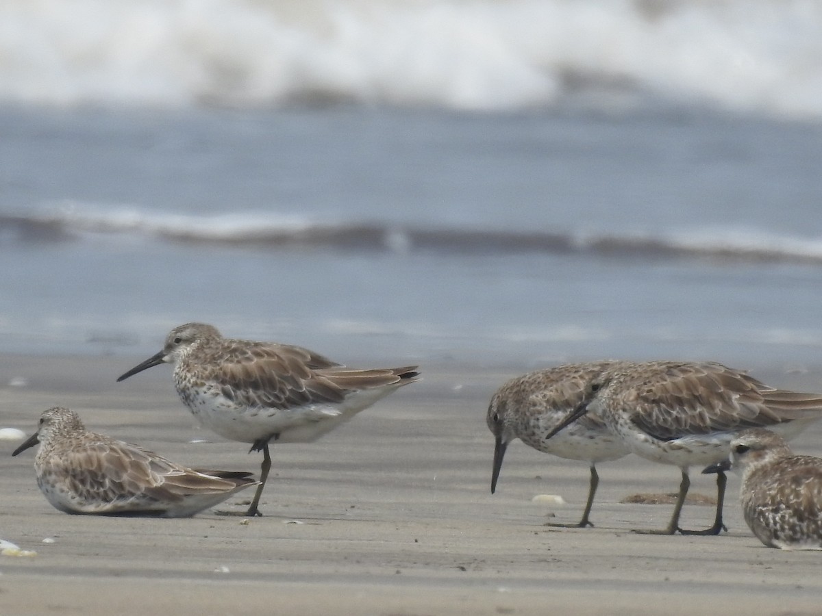 Great Knot - ML616404226