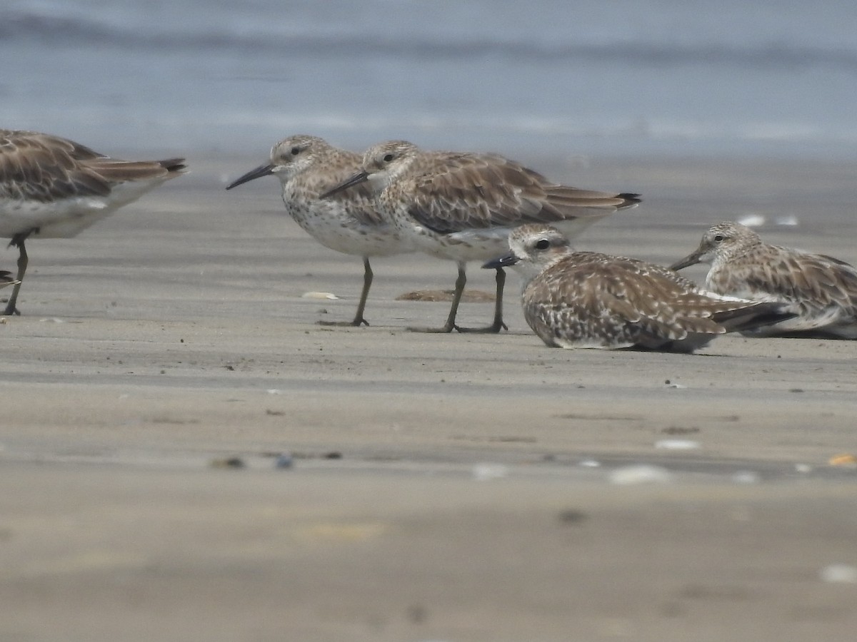 Great Knot - ML616404227