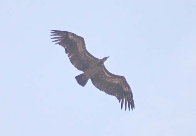 Indian Vulture - Jash Sadiwala