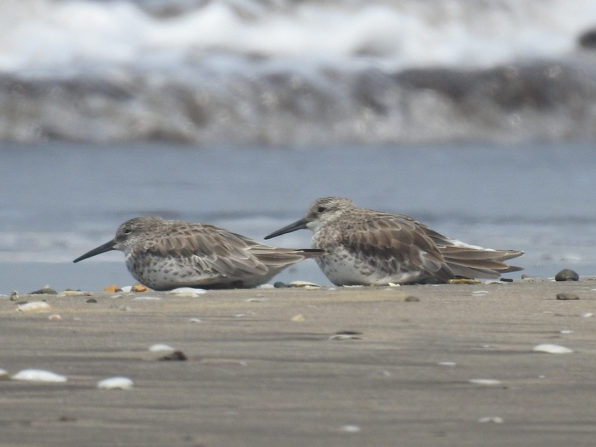 Great Knot - ML616404292