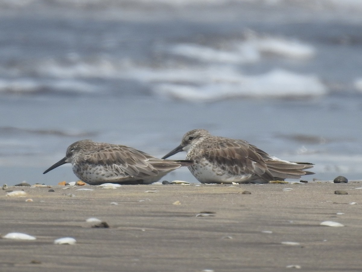 Great Knot - ML616404306