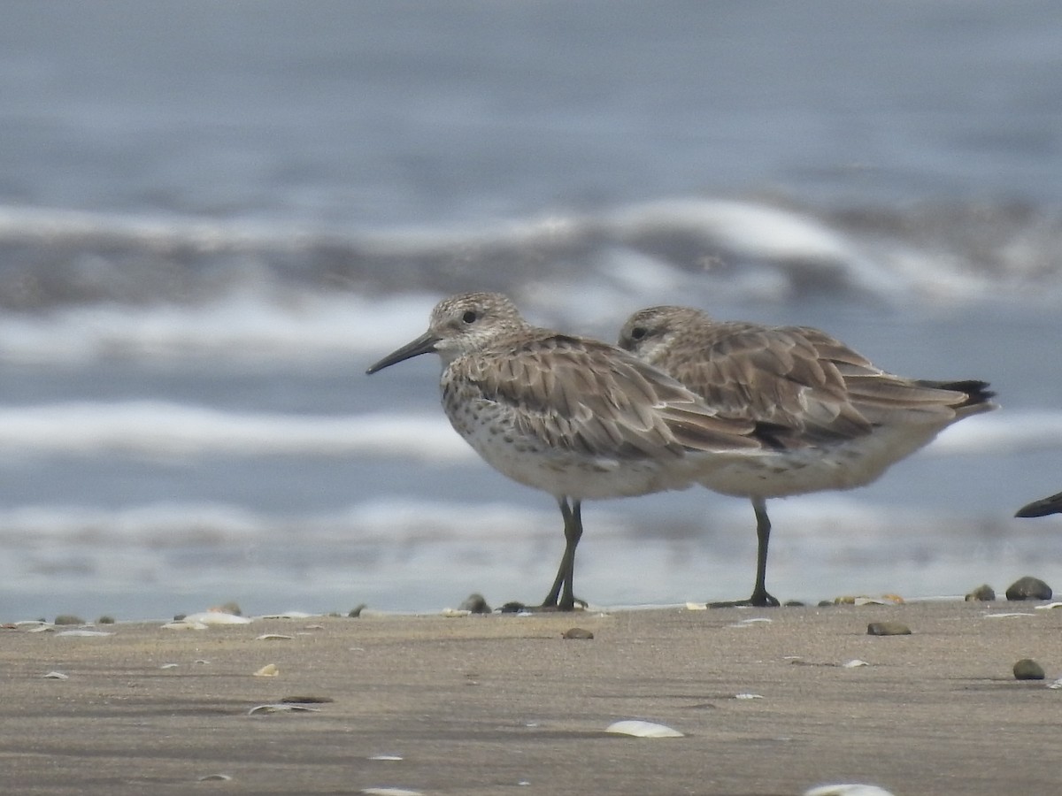 Great Knot - ML616404357