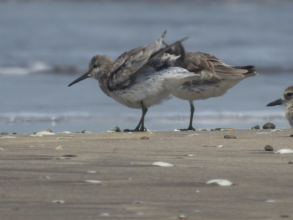 Great Knot - ML616404358