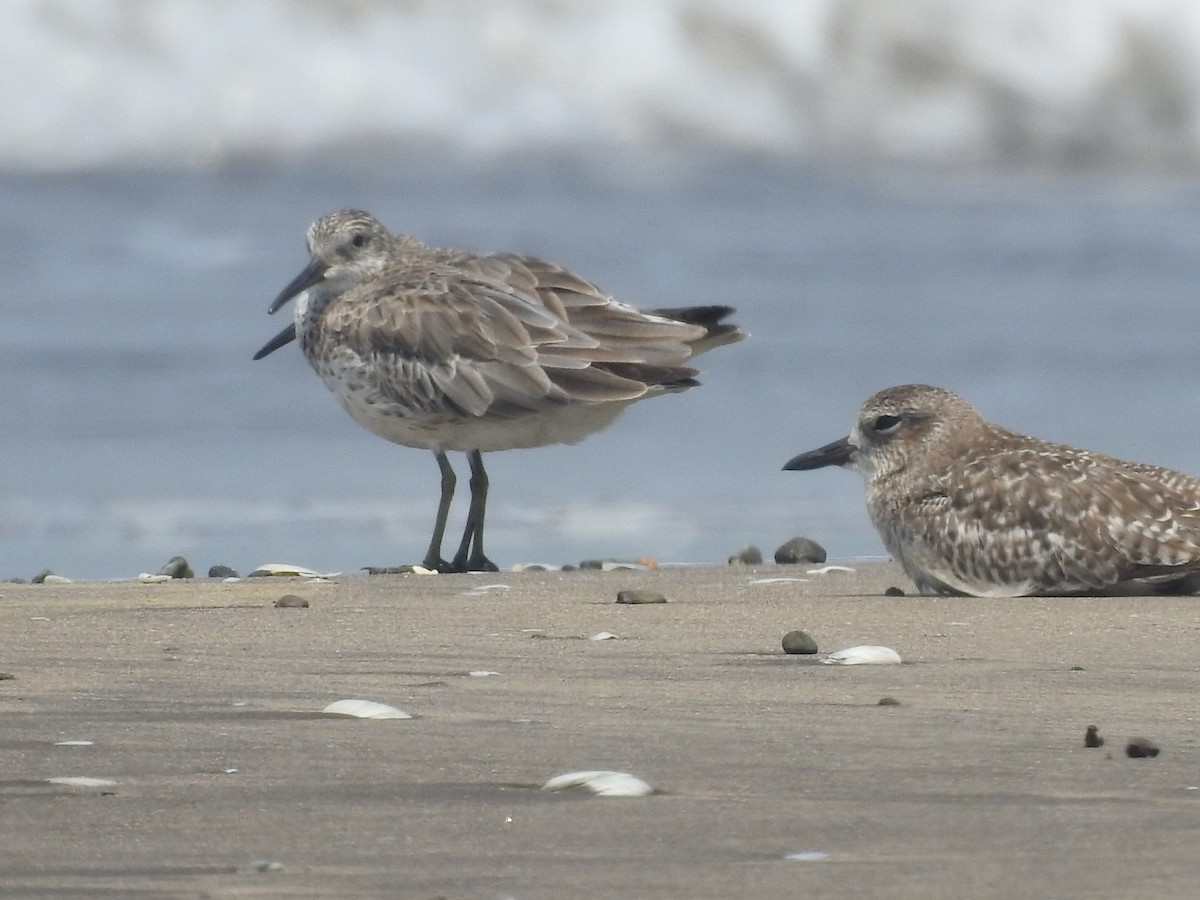 Great Knot - ML616404359
