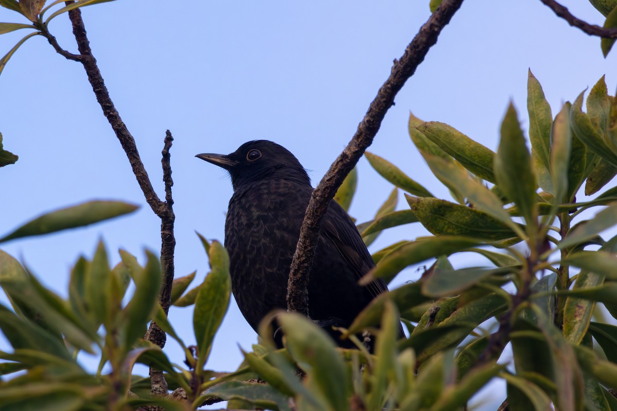Eurasian Blackbird - ML616404360