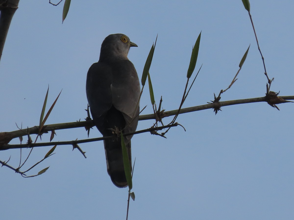 Common Hawk-Cuckoo - Sreekumar Chirukandoth