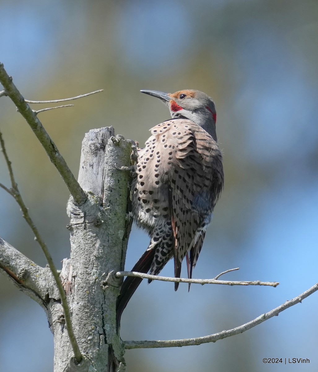 Northern Flicker (Yellow-shafted x Red-shafted) - ML616404410