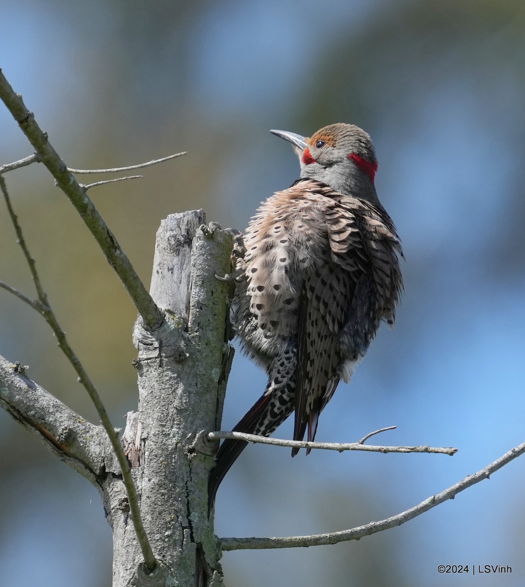 Northern Flicker (Yellow-shafted x Red-shafted) - ML616404411