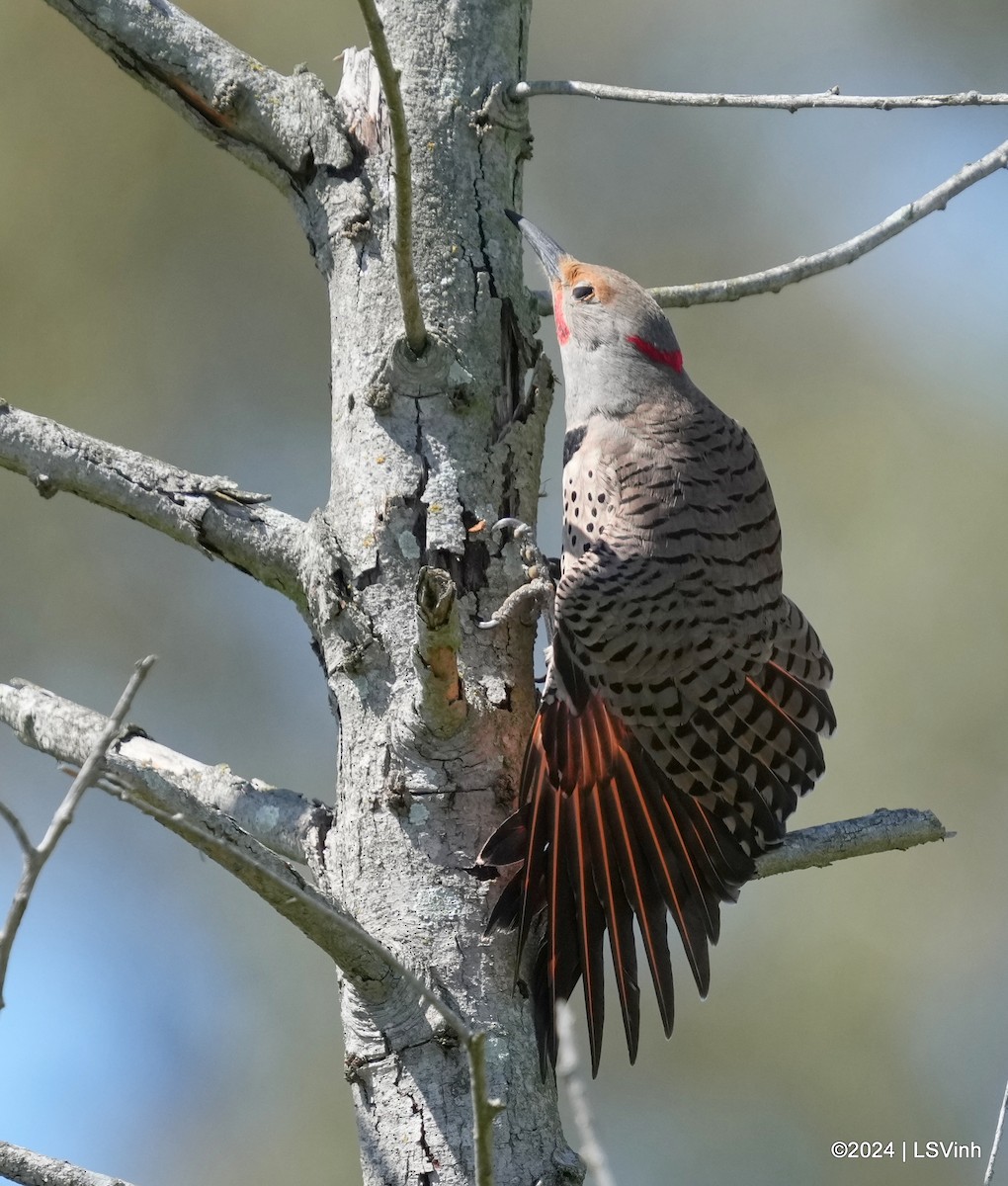 Northern Flicker (Yellow-shafted x Red-shafted) - ML616404413