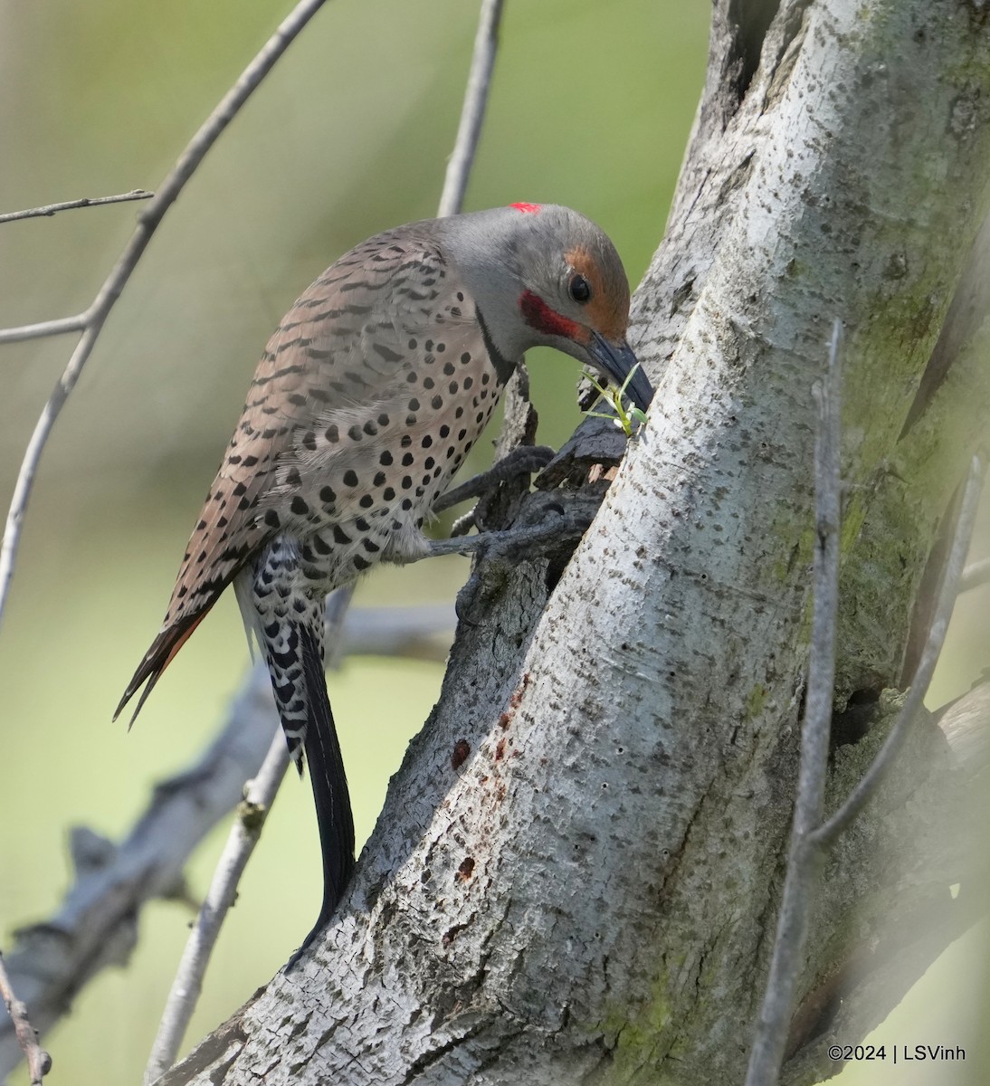 Northern Flicker (Yellow-shafted x Red-shafted) - ML616404415