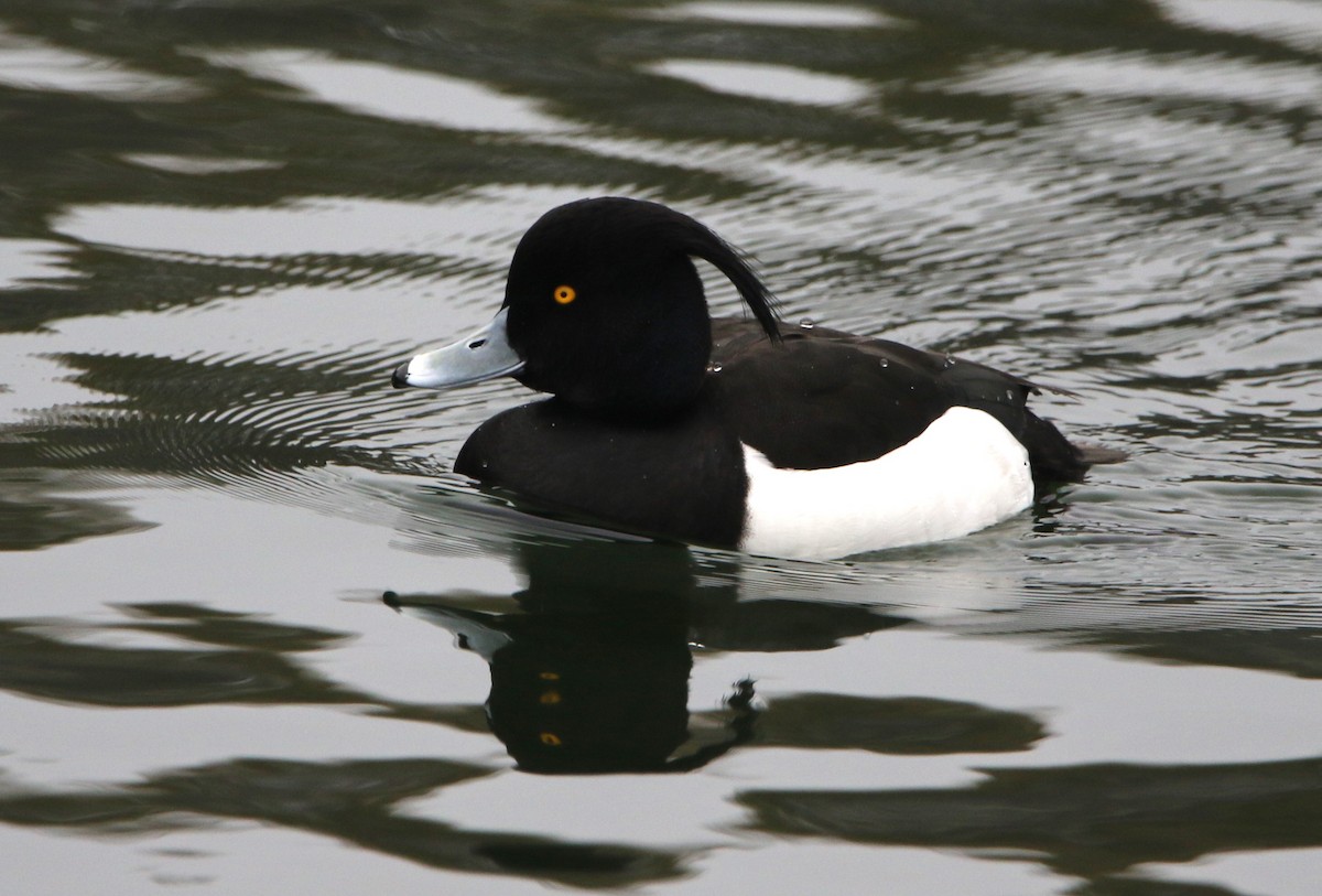 Tufted Duck - ML616404480