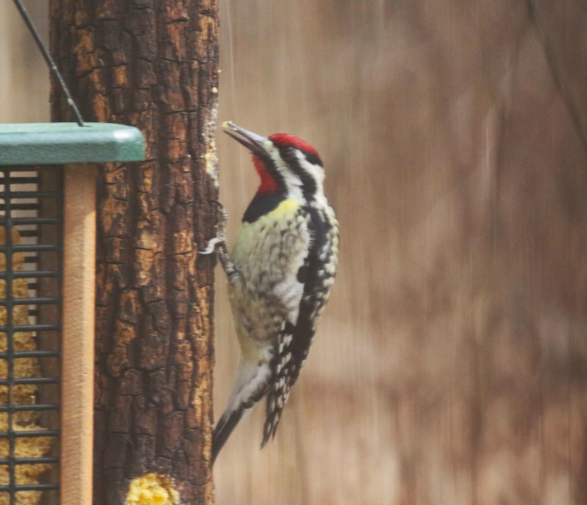 Yellow-bellied Sapsucker - Tommie Rogers