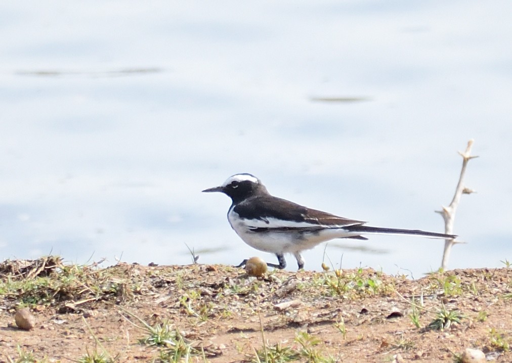 White-browed Wagtail - ML616404695