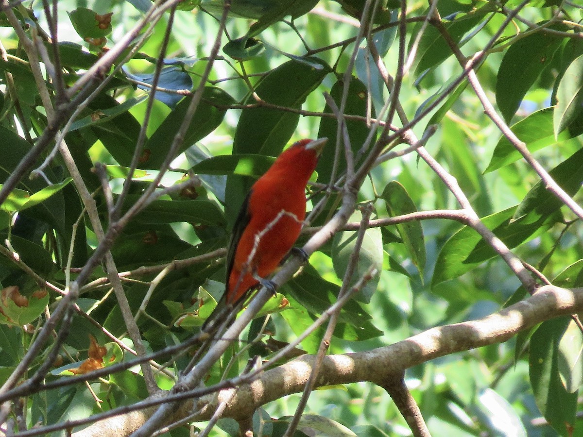 Scarlet Tanager - ML616404784