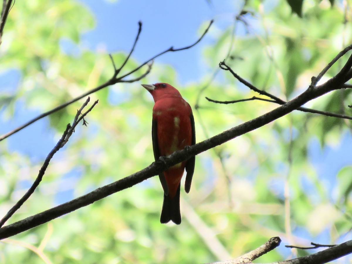 Scarlet Tanager - ML616404785