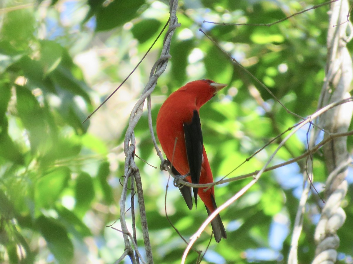 Scarlet Tanager - ML616404791