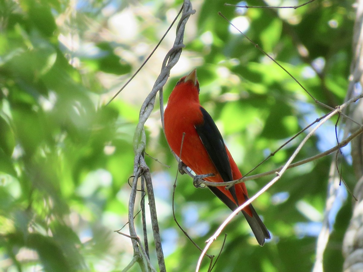 Scarlet Tanager - ML616404792