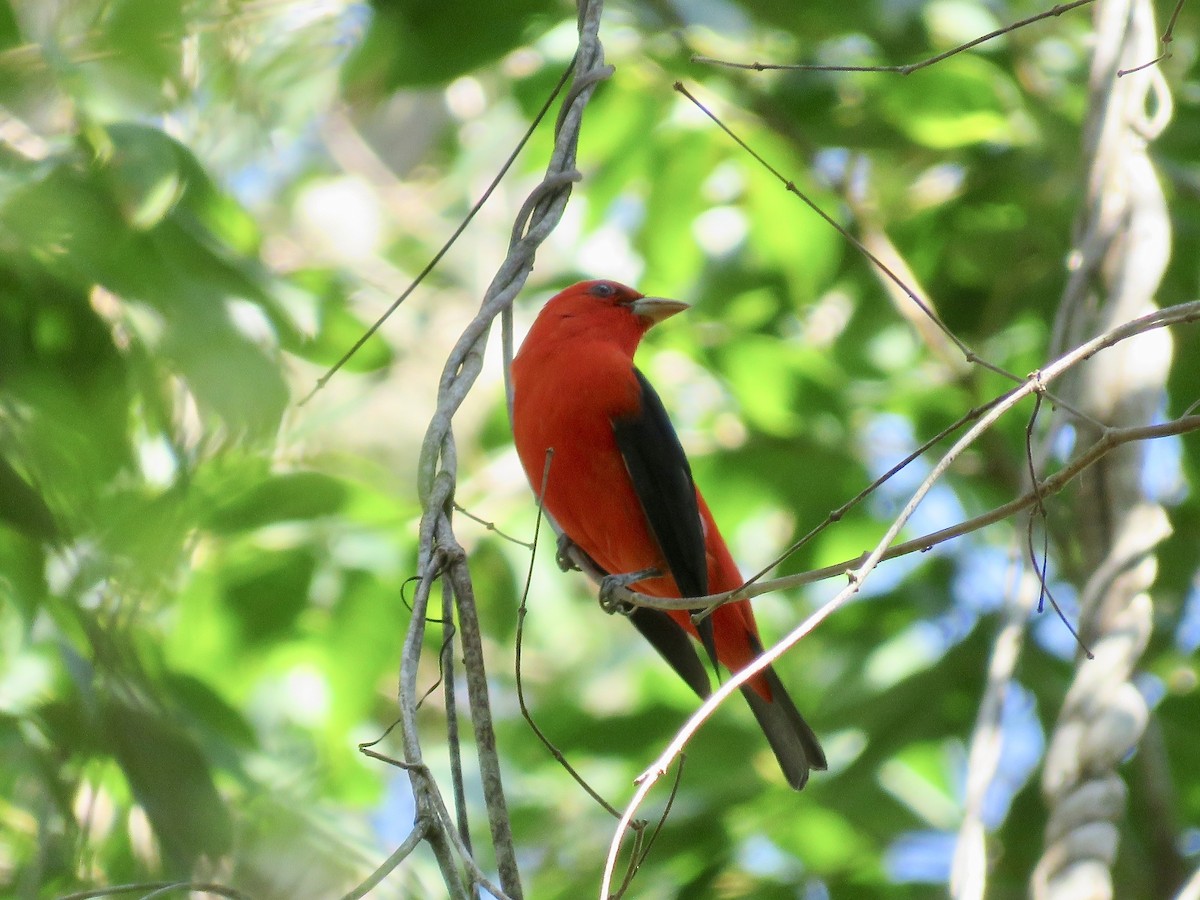Scarlet Tanager - ML616404793