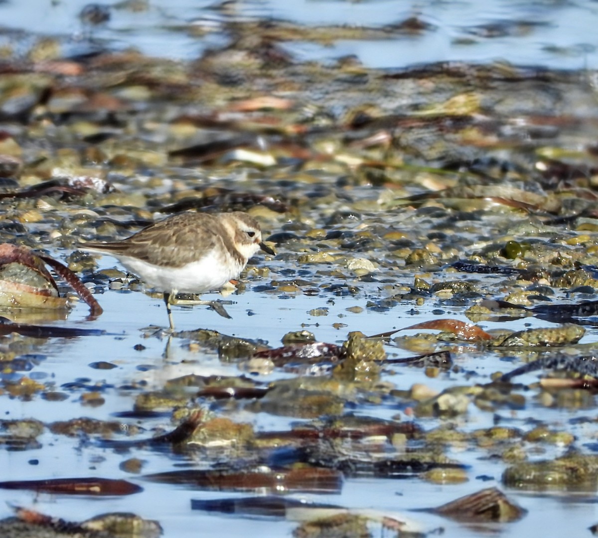 Double-banded Plover - ML616404811