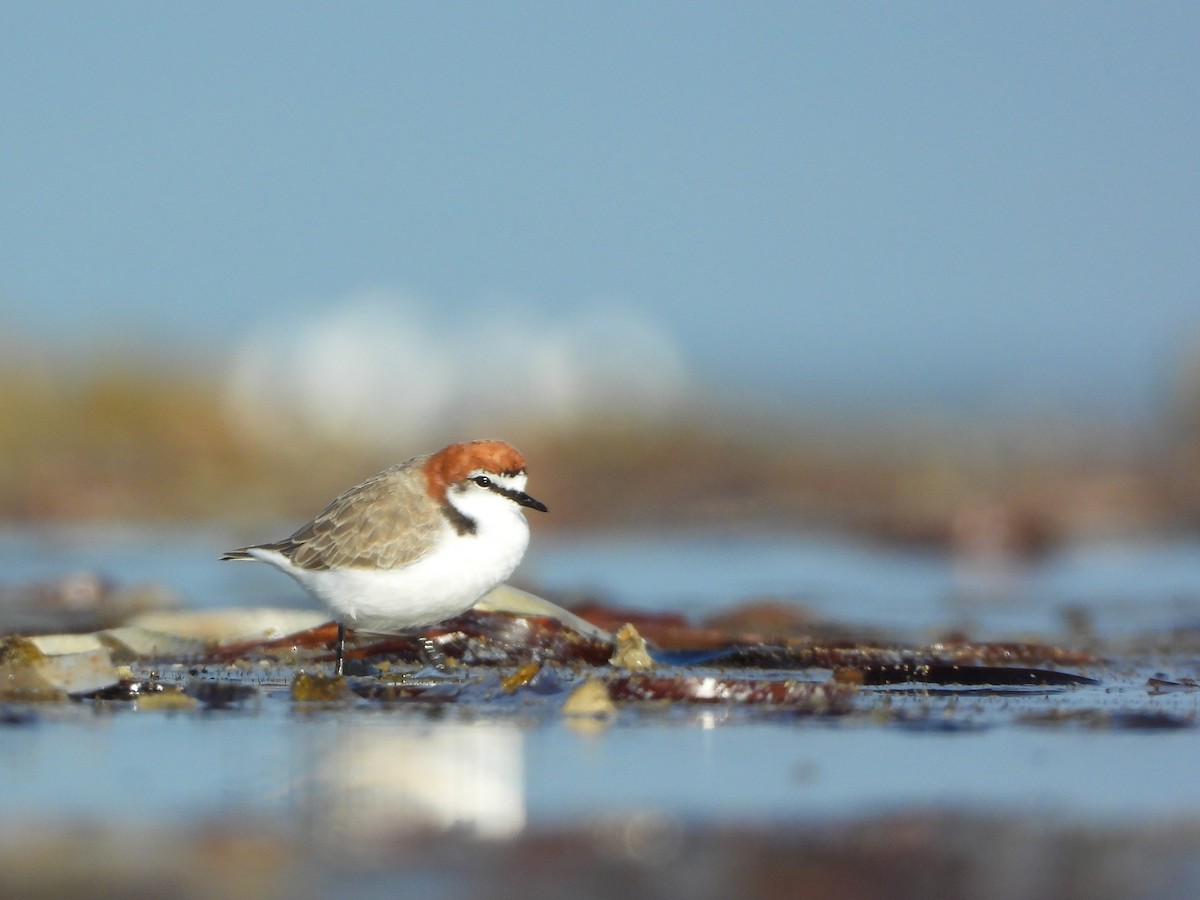 Red-capped Plover - ML616404823