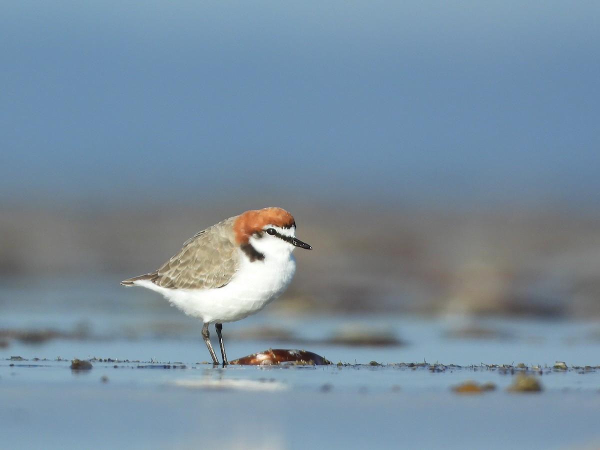 Red-capped Plover - ML616404824