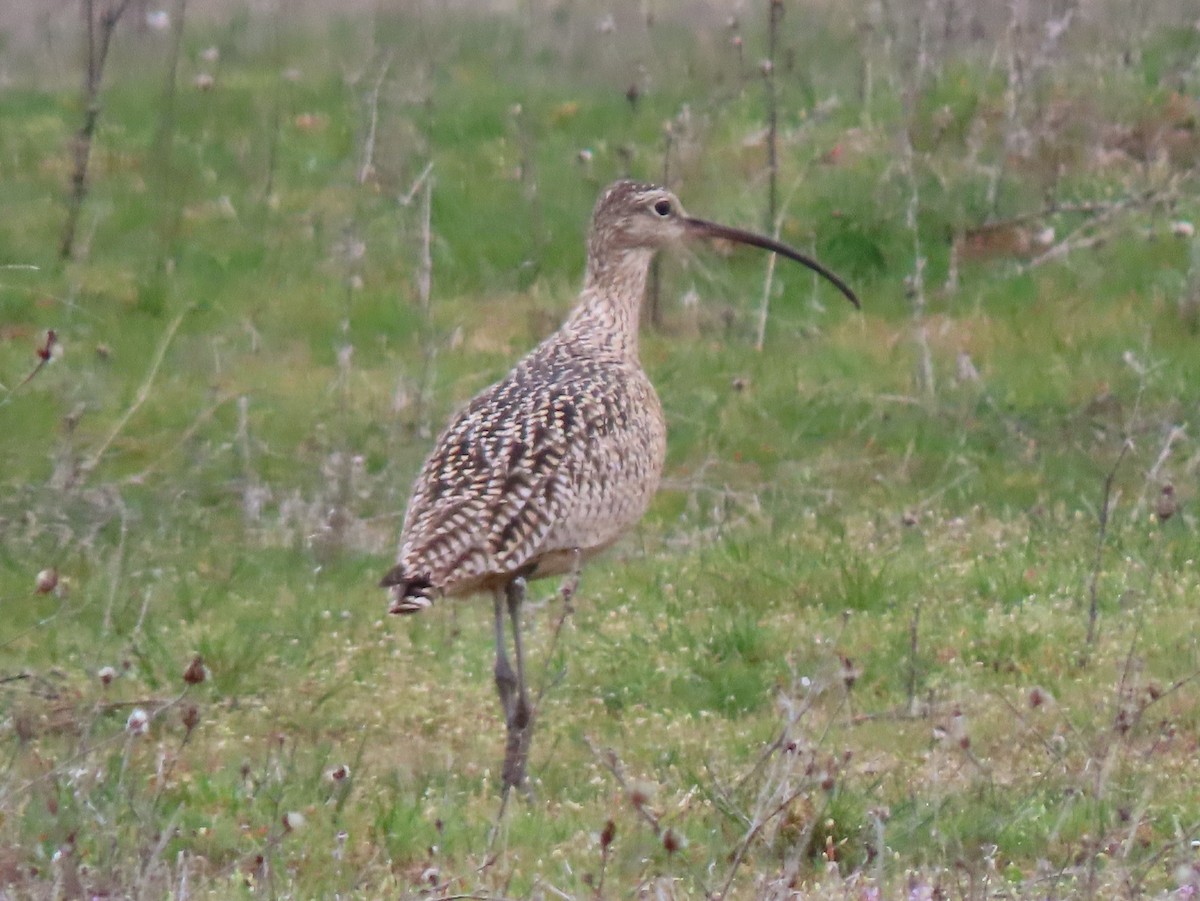 Long-billed Curlew - ML616404845
