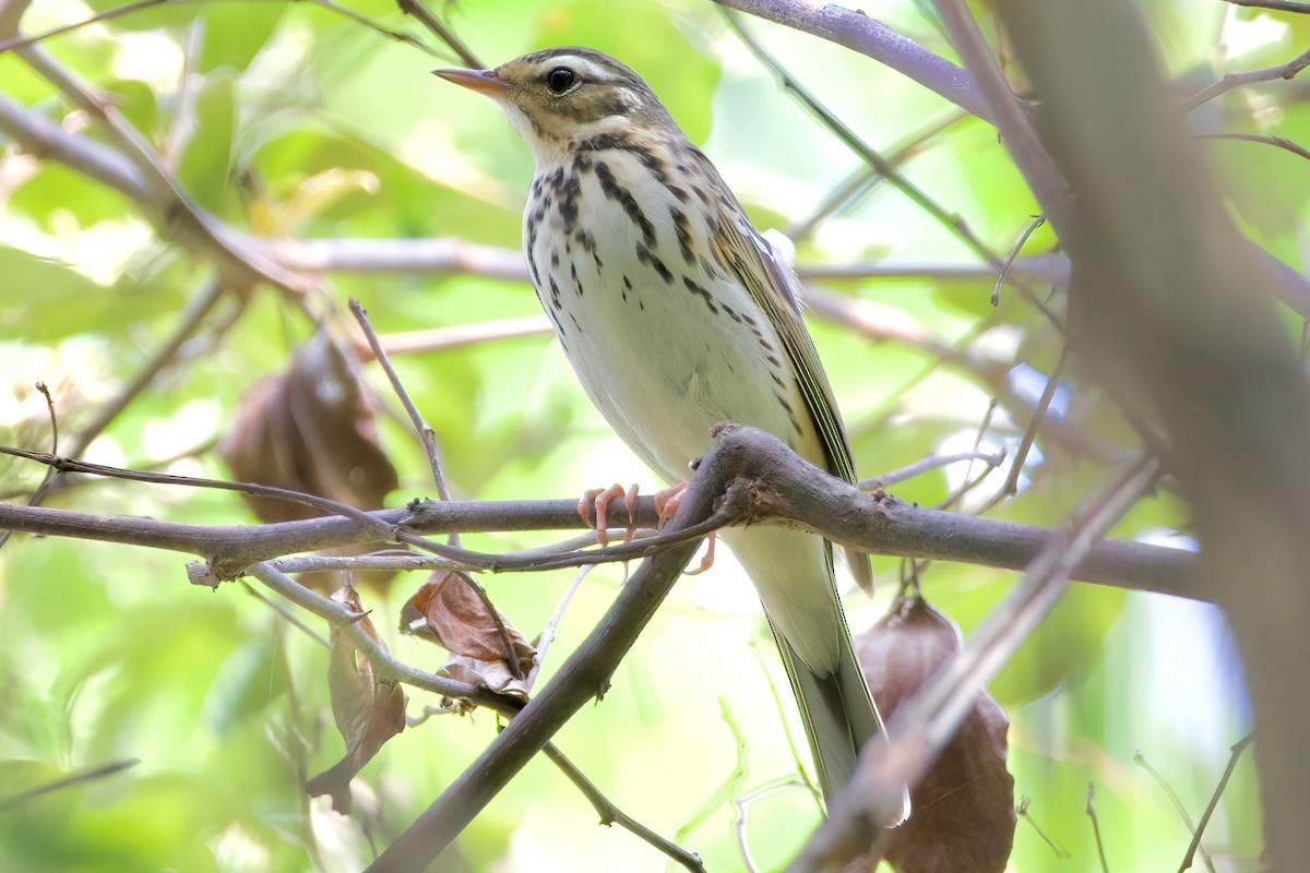 Olive-backed Pipit - ML616404853