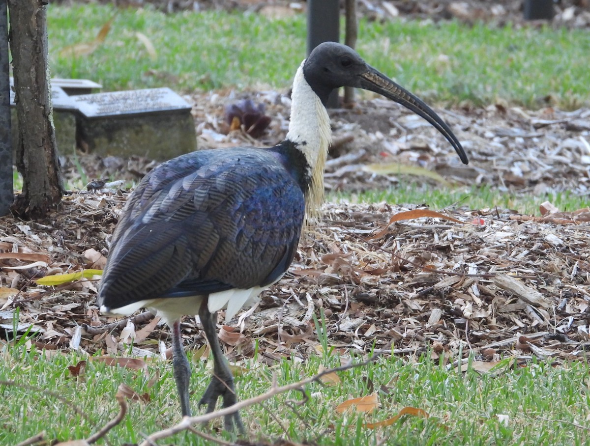 ibis slámokrký - ML616405089
