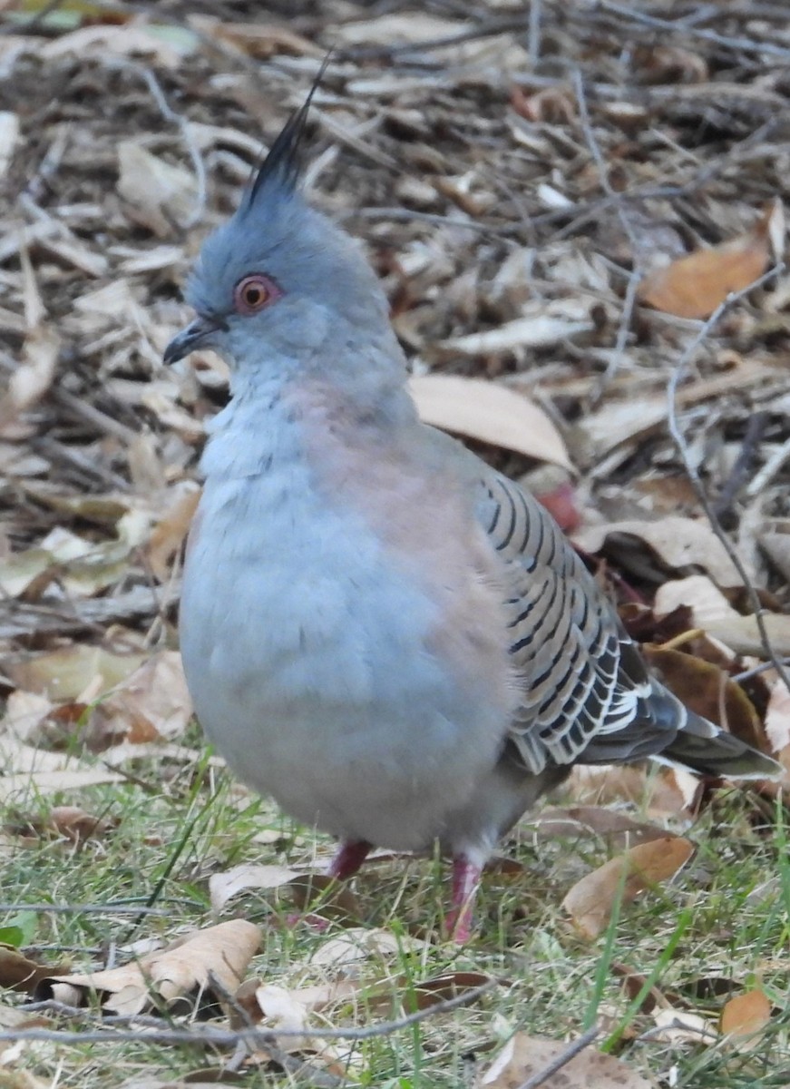 Crested Pigeon - ML616405094