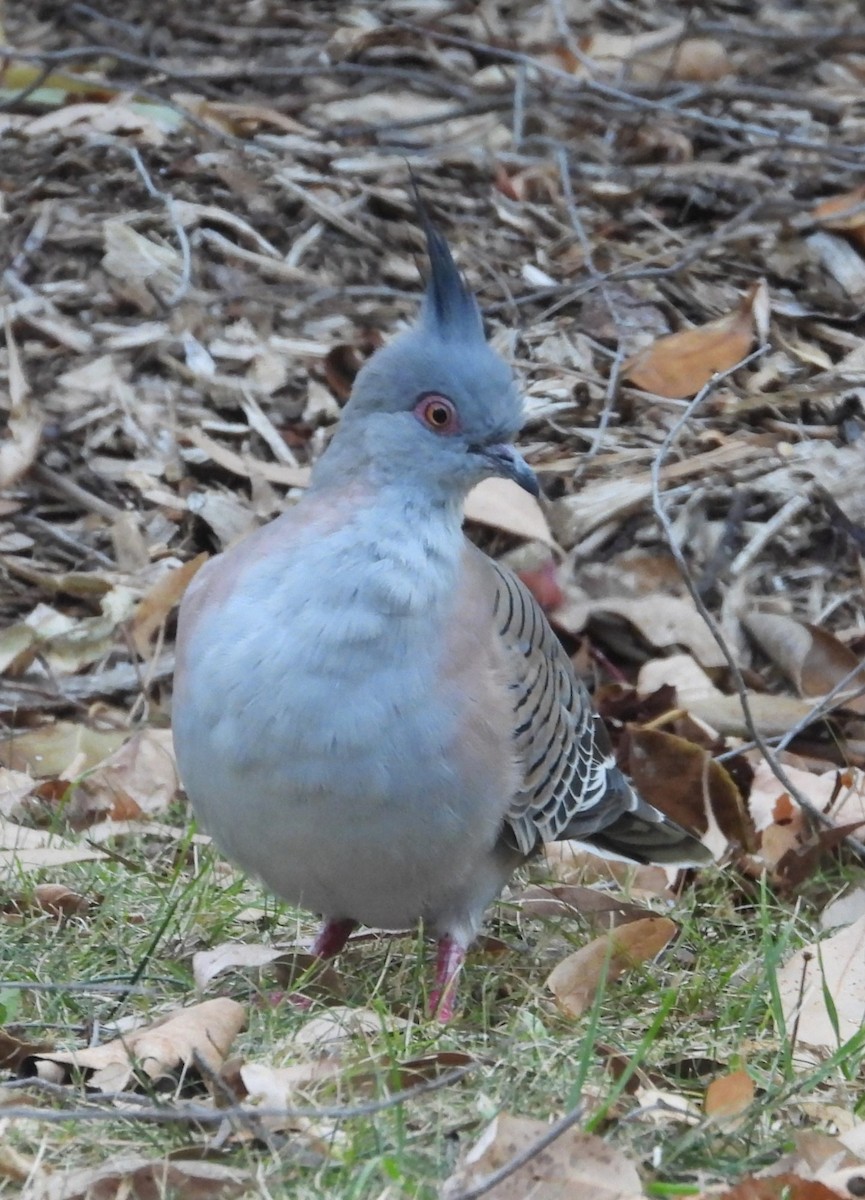 Crested Pigeon - ML616405096