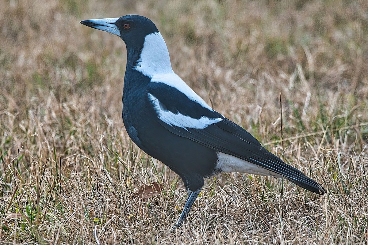 Australian Magpie (White-backed) - ML616405128