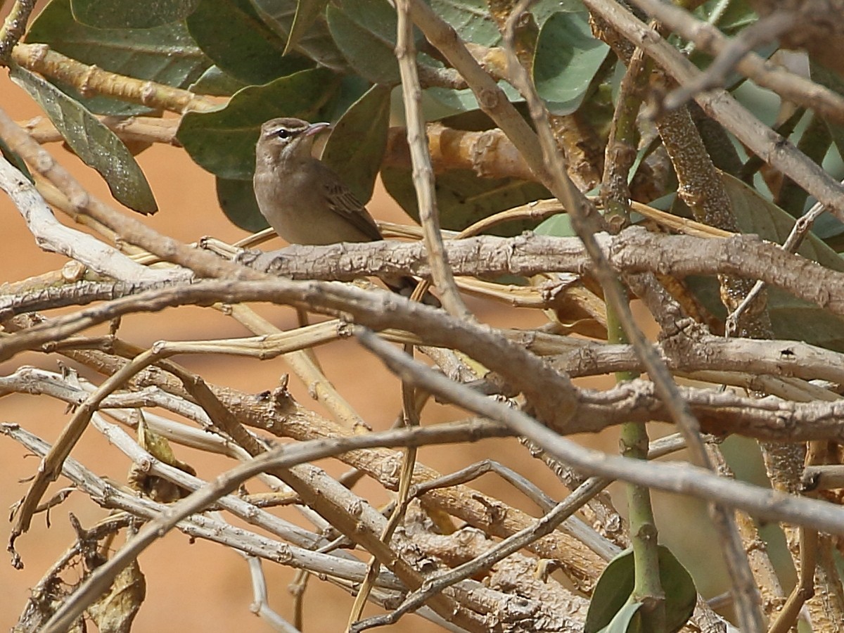 Rufous-tailed Scrub-Robin (Rufous-tailed) - ML616405208