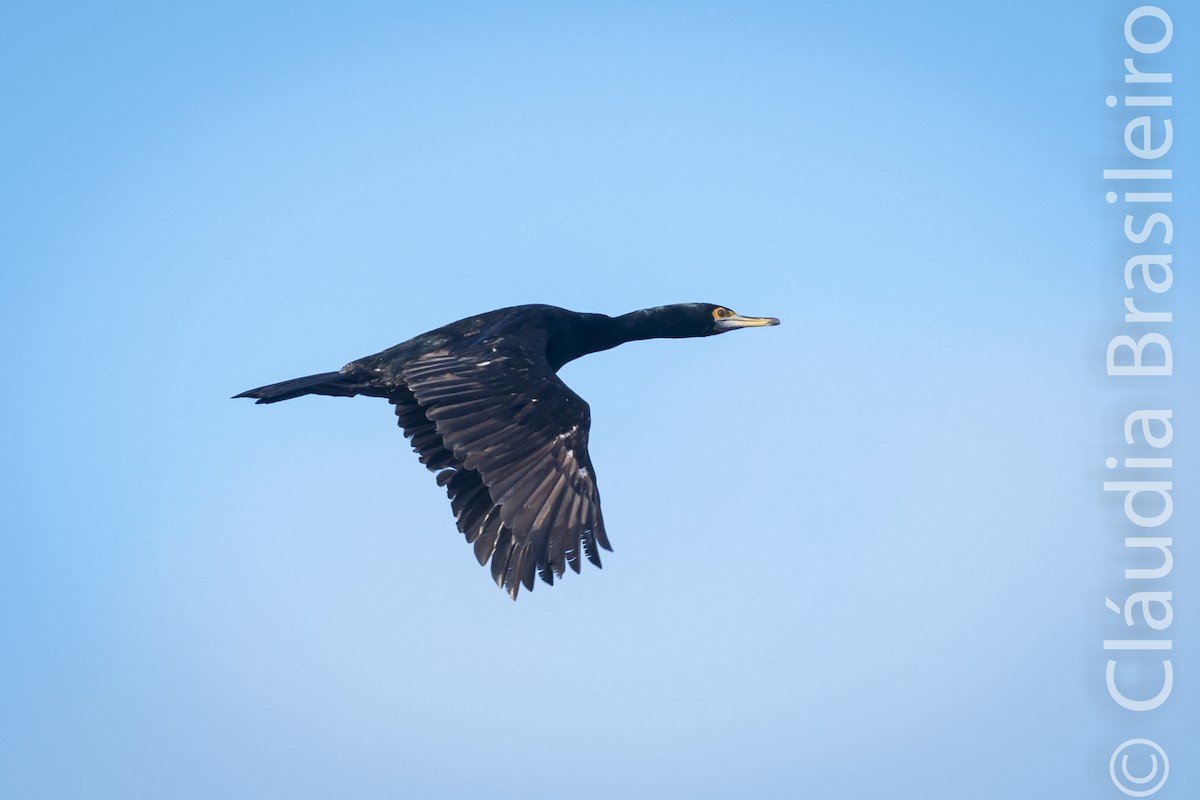 Red-faced Cormorant - ML61640521