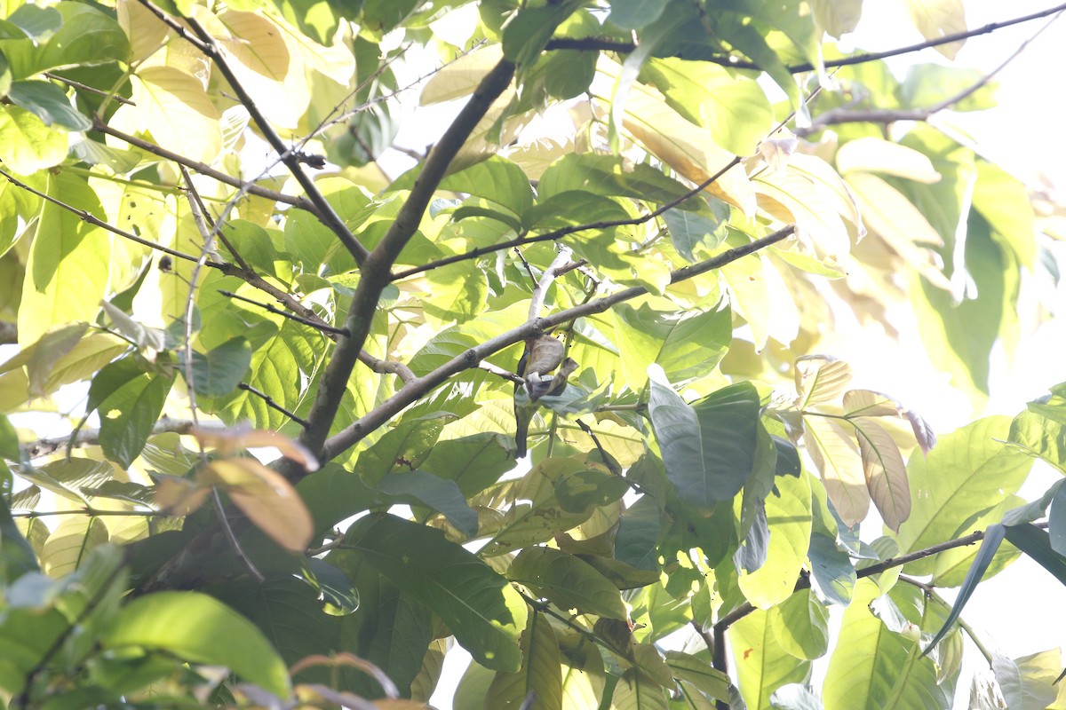 Brown-throated Sunbird - mickey wu