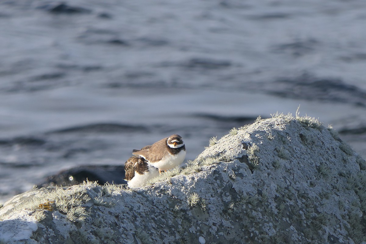 Common Ringed Plover - ML616405217