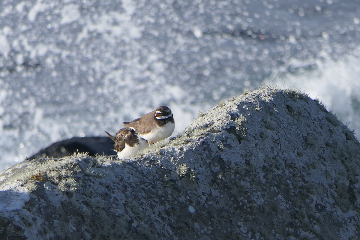 Common Ringed Plover - Mick Mellor