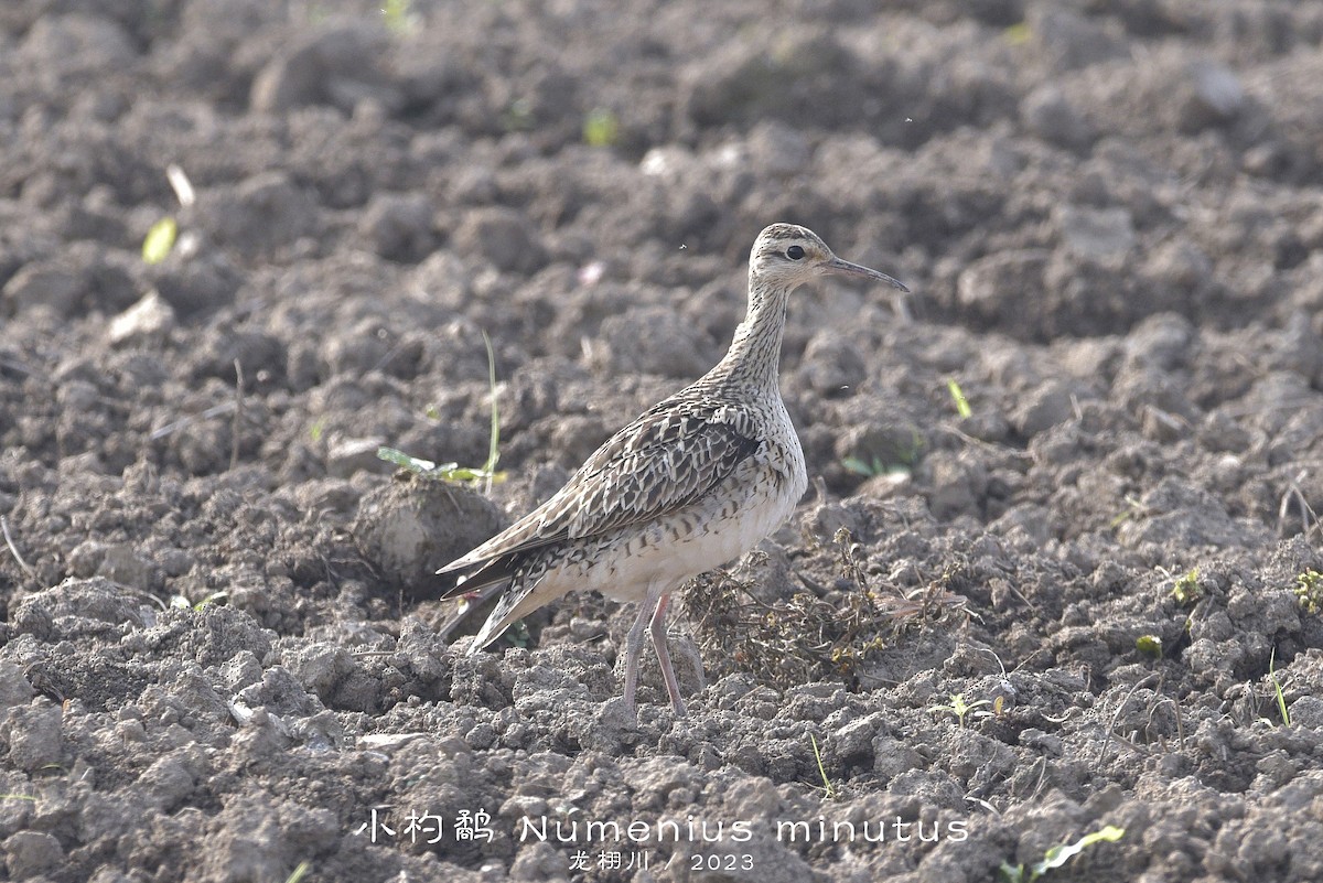 Little Curlew - ML616405237